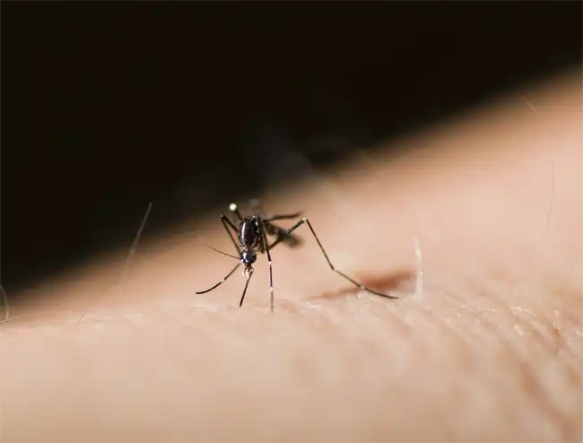 A mosquito on a person's arm