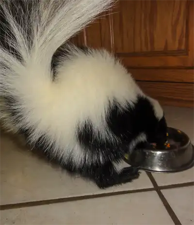 Domesticated skunk eating dog food