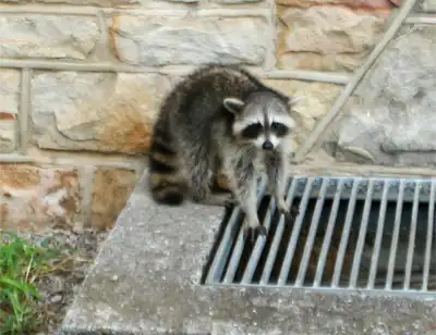 Raccoon near a storm drain invading your property