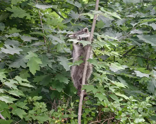 A raccoon being attracted to your property