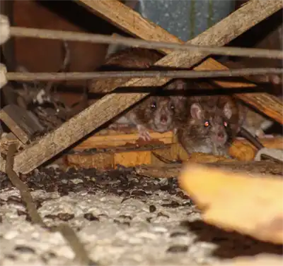 A professional can remove mice from the walls as shown in this photo