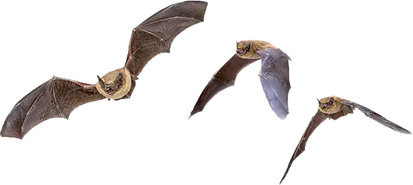 Learn how to get rid of bats such as these three here