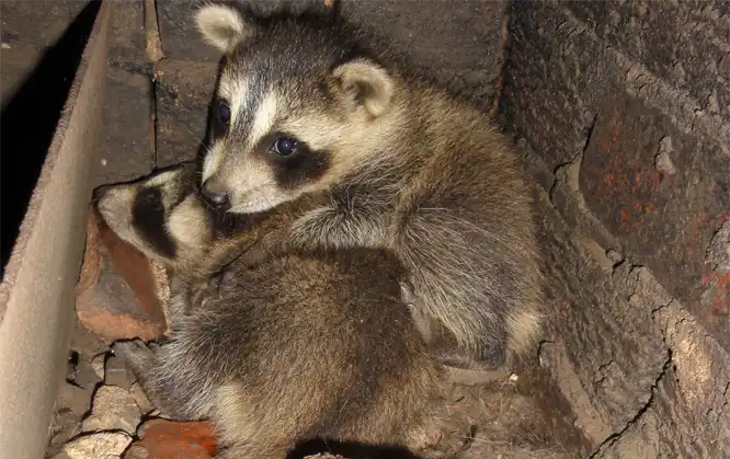 Pair of raccoon in a chimney. Showing the need for Augusta County Wildlife Removal