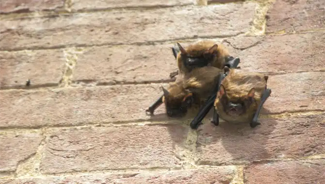 Bats on the wall of a home. Protect your home from bats with Augusta County Wildlife Removal
