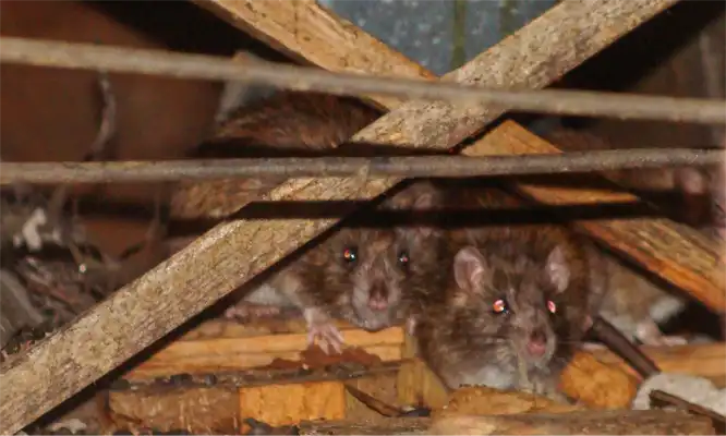 Group of rodents in the walls of a home