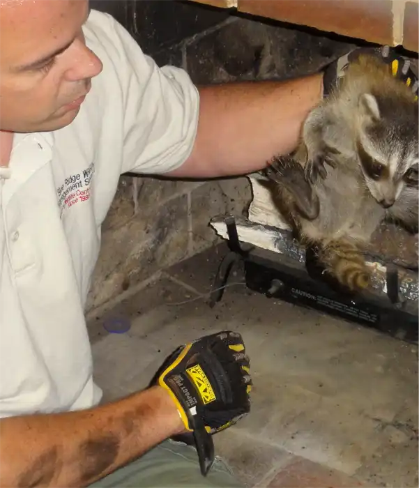 one of our technicians removing a raccoon from the attic