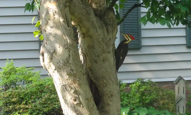 A woodpecker at a home, showing the need for augusta county wildlife removal