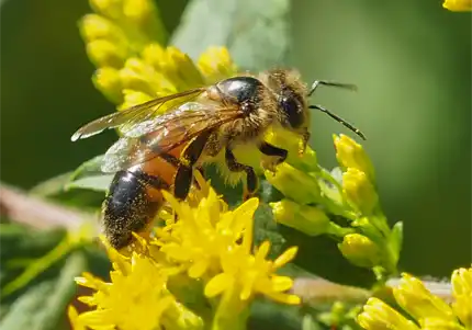A Virginia honey bee