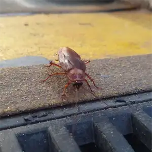 A Virginian american cockroach