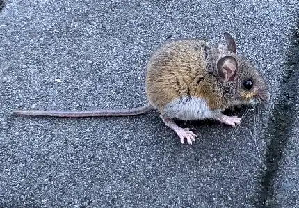 A virginia deer mouse