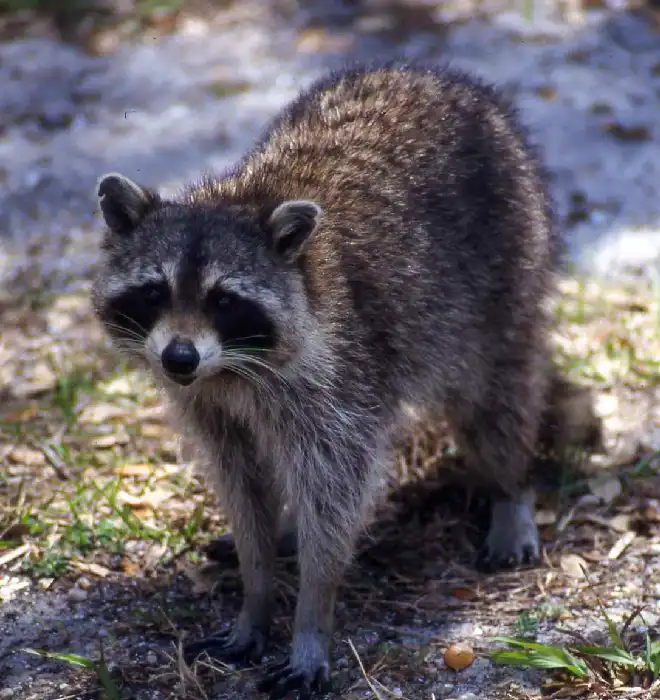 A virginian raccoon