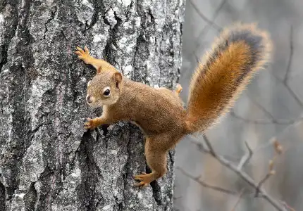 A virginian red squirrel