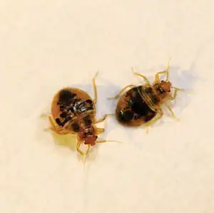 Virginia Bed Bug nymph