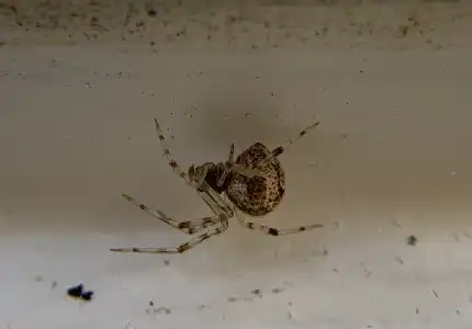 Virginia Common House Spider