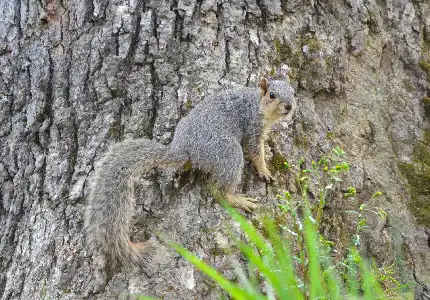 Virginia Eastern Fox Squirrel