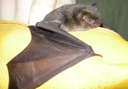 Virginia Gray Bat