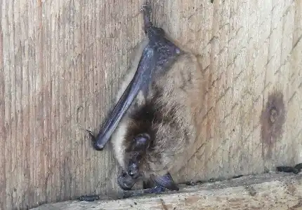 Virginia Little Brown Bat