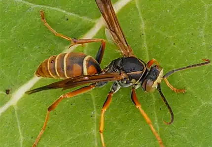 Virginia Paper Wasp