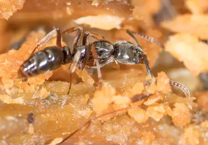 Virginia asian needle ant