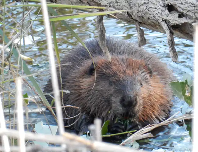 Virginia beaver feeding