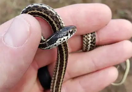 Virginia eastern garter snake