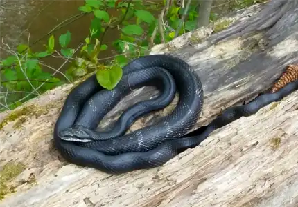 Virginia eastern rat snake