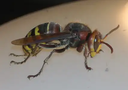 Virginia hornet