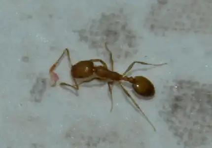 Virginia pharaoh ants