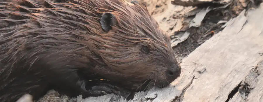 Virginian American Beaver