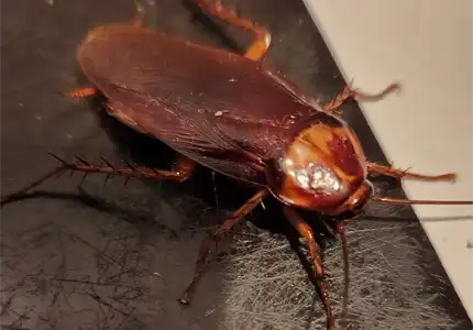 Virginian american cockroach