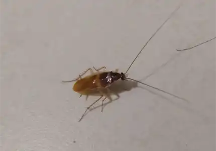 Virginian brown-banded cockroach