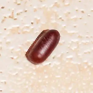 Virginian cockroach egg