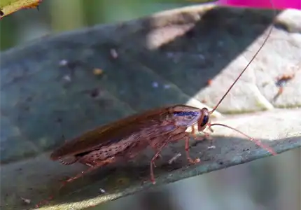 Virginian german cockroach