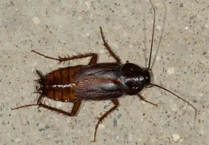 Virginian oriental cockroach