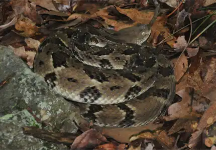 Virginian timber rattlesnake