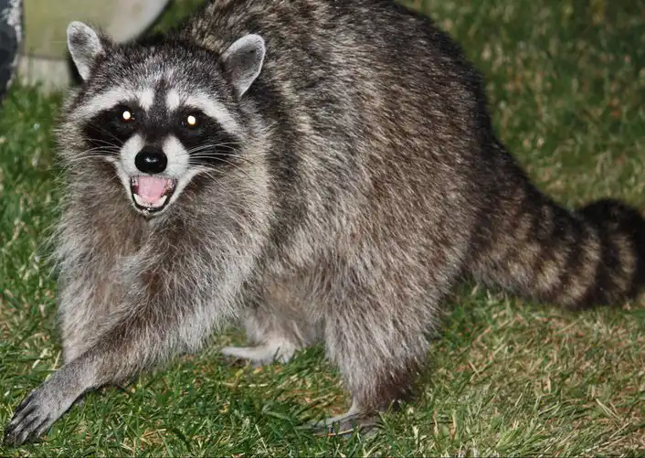 virginia raccoon hotspot