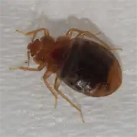 Bedbug control here in Virginia
