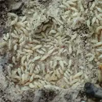 Virginia Termite Control